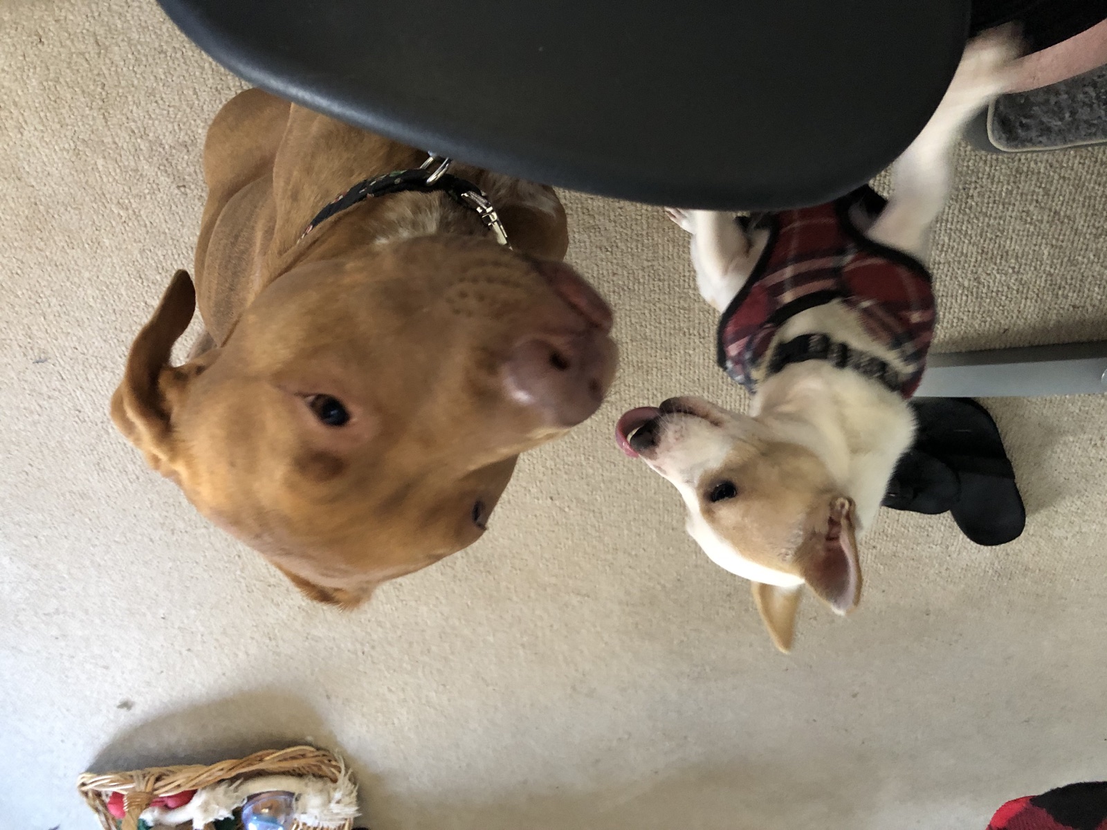 Frankie visiting with a larger brown dog